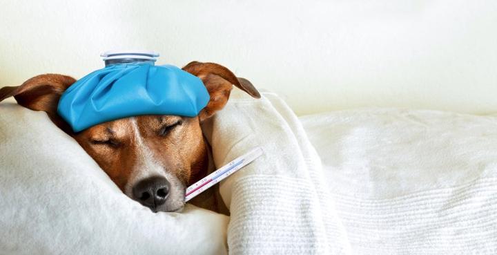 zieke hond