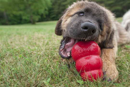 Hond met een kong
