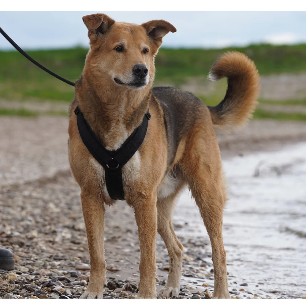 Anny-X Fun Harness Zwart