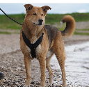 Anny-X Fun Harness Zwart