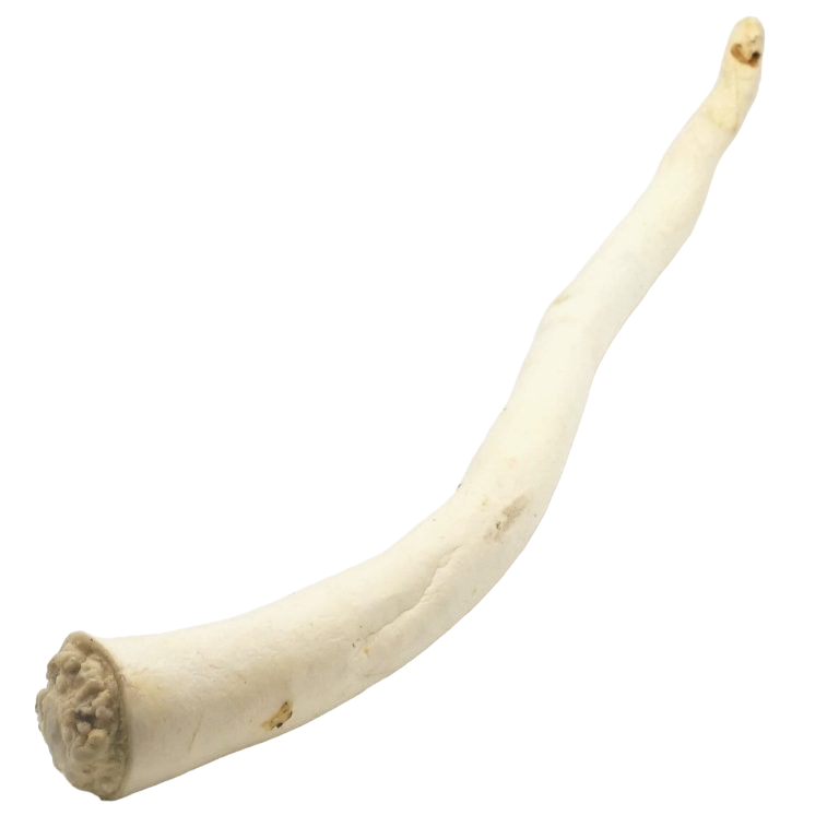 Jule Runderstaart +/- 40cm