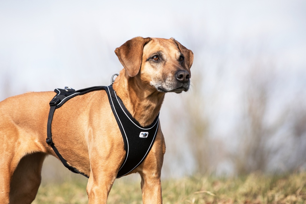 [MP1020302295007] Curli Belka Comfort Harness - S (Zwart)