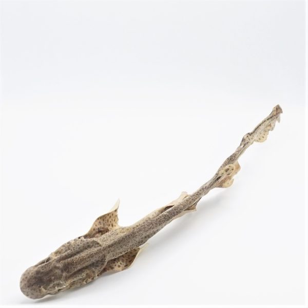 [JU-VIS-HAAI] Zandhaai