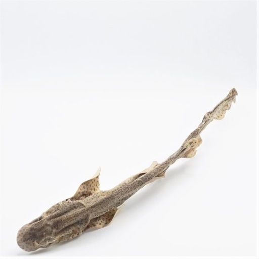 [JU-VIS-HAAI] Zandhaai